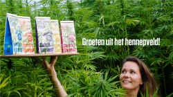 Dutch Harvest Korting Hennep Thee Pakket