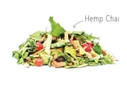 Dutch Harvest hennep thee hemp chai