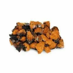 biologische chaga paddenstoelen Mushrooms Life