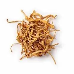 cordyceps paddenstoelen bio mushrooms life