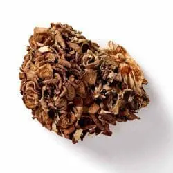maitake paddenstoel biologisch mushrooms life