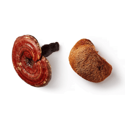 myco zen paddenstoel mushrooms life