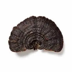 reishi sporen paddenstoel mushrooms life