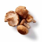 shiitake paddenstoel biologisch mushrooms life
