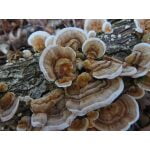 Turkey Tail Elfenbankje Paddenstoel Coriolus Versicolor Mushroom