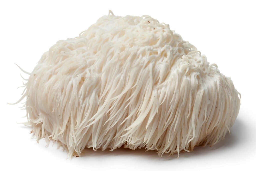 lion's mane paddenstoel hericium erinaceus witte mushroom