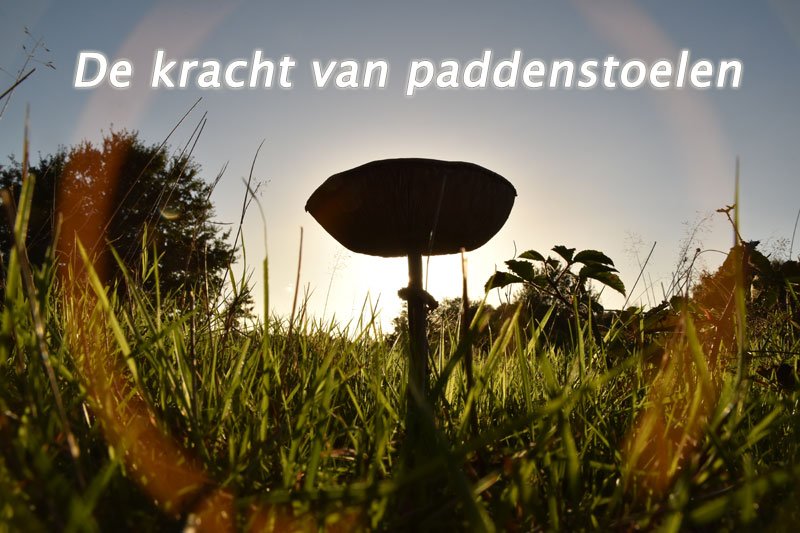 蘑菇的力量强大的蘑菇 © Paul Elzerman