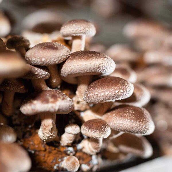Shiitake fruiting bodies vruchtlichamen kaapa mushrooms