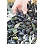 griekse olijven olijfolie biodynamisch demeter