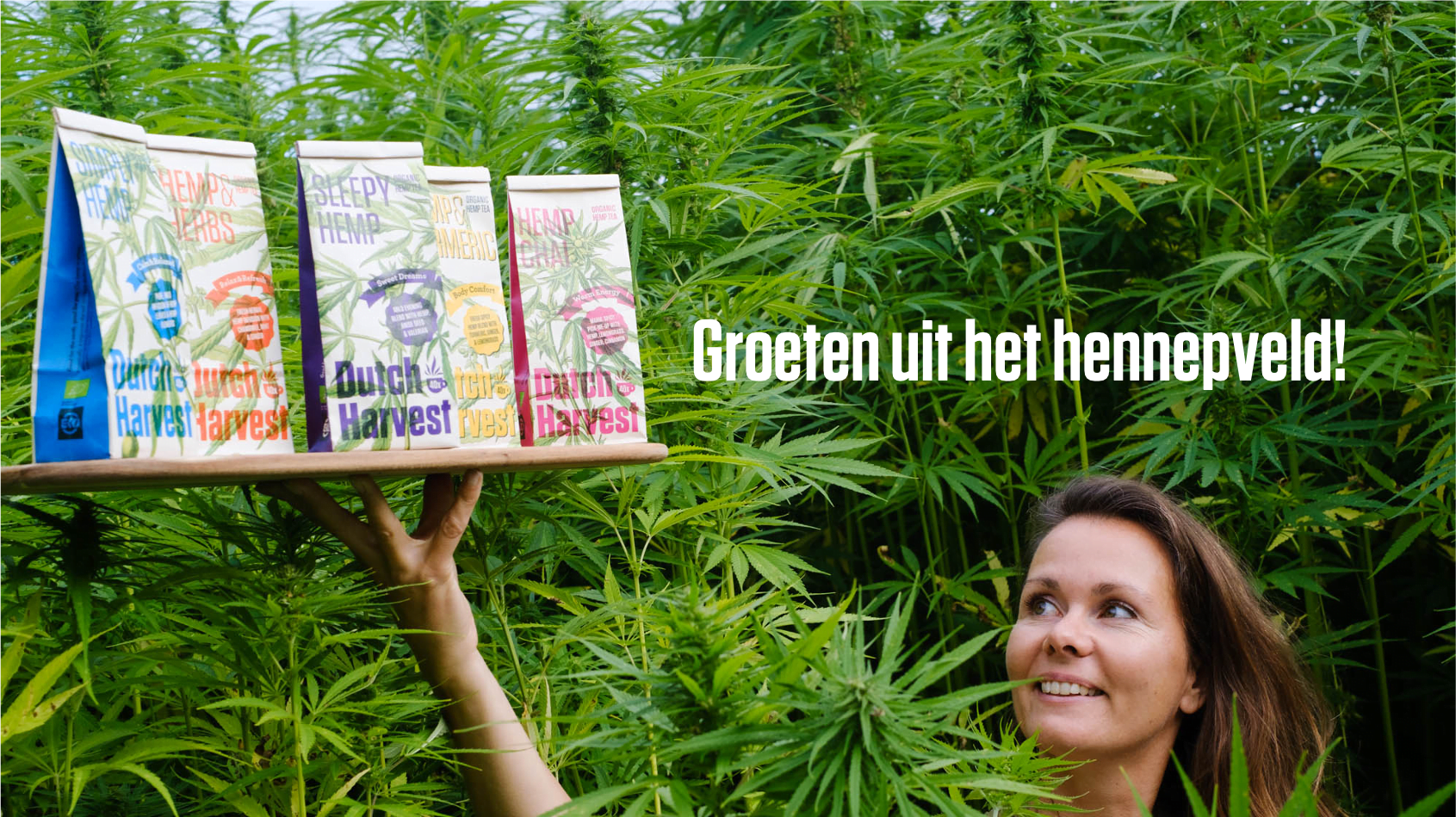 Dutch Harvest Korting Hennep Thee Pakket