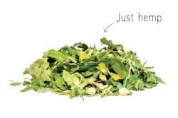 Dutch Harvest thé au chanvre simplement du chanvre