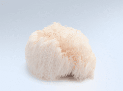 Crinière de lion KAAPA Champignons Scandinavie