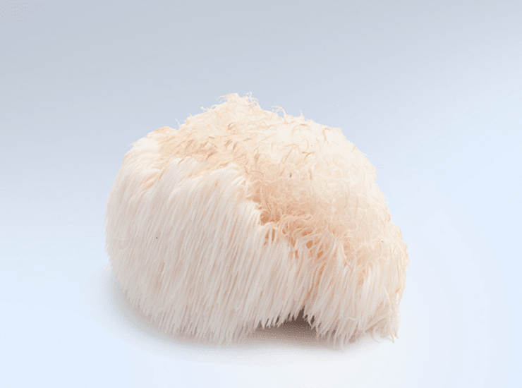 Crinière de lion KAAPA Champignons Scandinavie