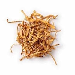 cordyceps mushrooms organic mushrooms life