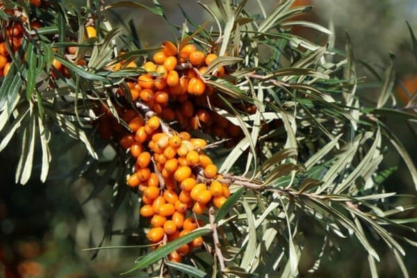 sea buckthorn berry