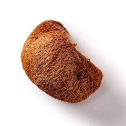 löwenmähne pilz bio pilze leben