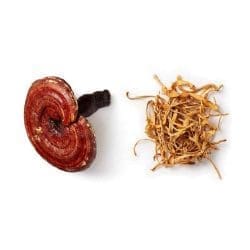 myco qi mushroom organic mushrooms life