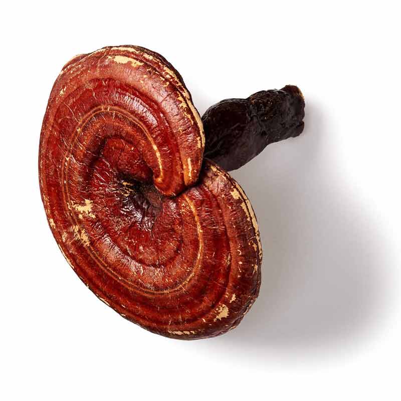 reishi paddenstoel biologisch mushrooms life