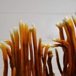 champignons reishi teinture alcoolique liquide extrait champignons kaapa