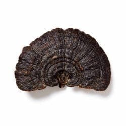 reishi sporen paddenstoel mushrooms life